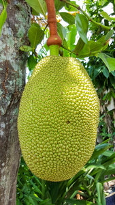 全城戒备（国语版）