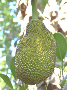 全城戒备（国语版）